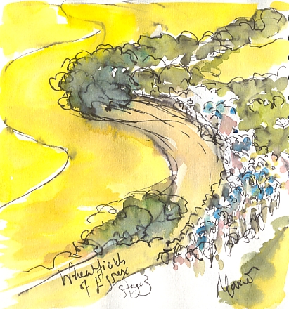 Cycling art, Tour de France, watercolour pen and ink painting, The wheatfields of Essex by Maxine Dodd